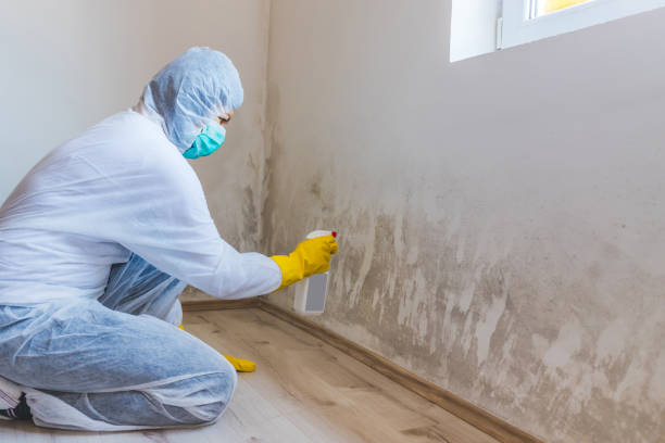 Licensed Basement Mold Remediation service in Princeton, FL - Car Mold Remediation
